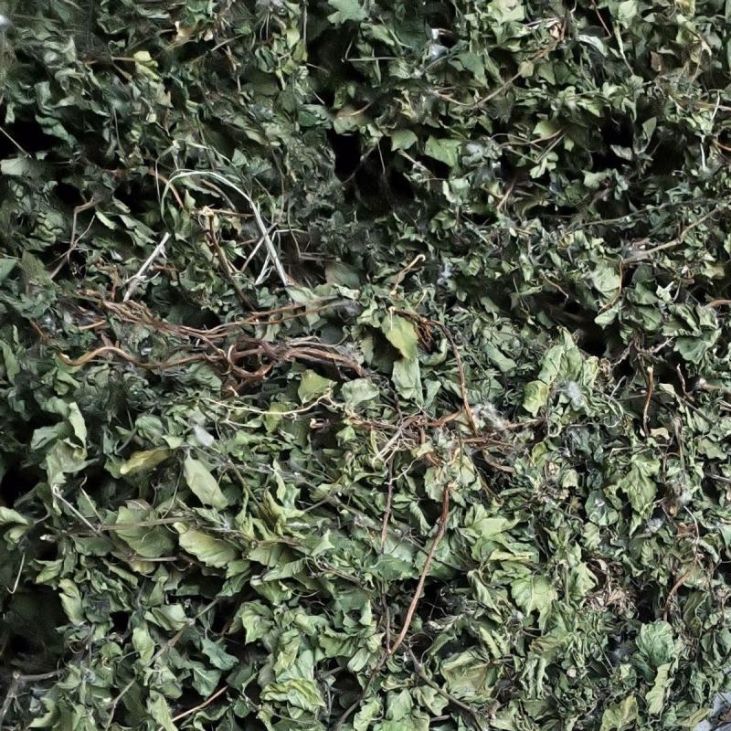 野生绞股蓝中药材七叶草绞股蓝七叶胆中草药绞股蓝草500克
