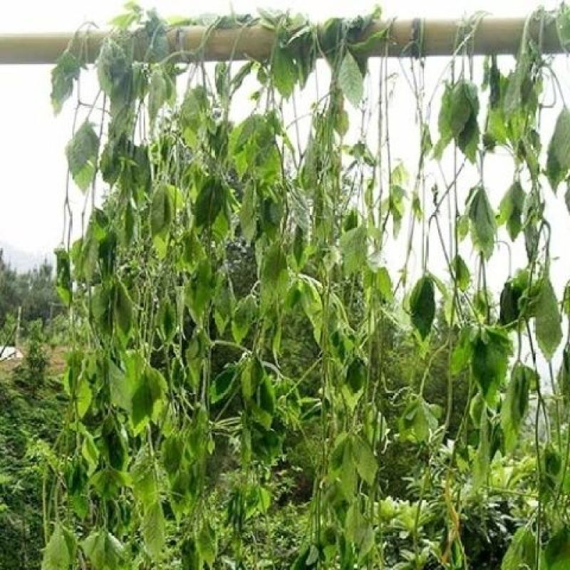野生绞股蓝中药材七叶草绞股蓝七叶胆中草药绞股蓝草500克