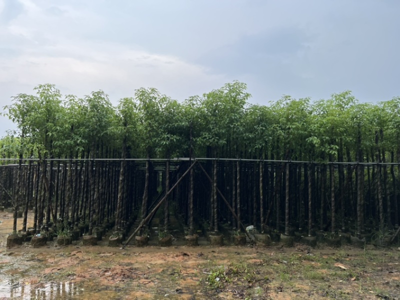 批发香樟树容器苗樟树移植袋苗3-30公分