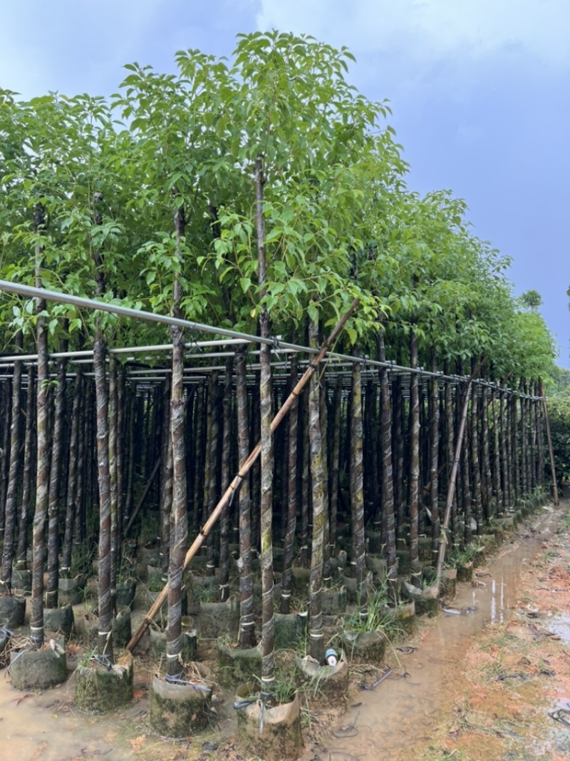 批发香樟树容器苗樟树移植袋苗3-30公分