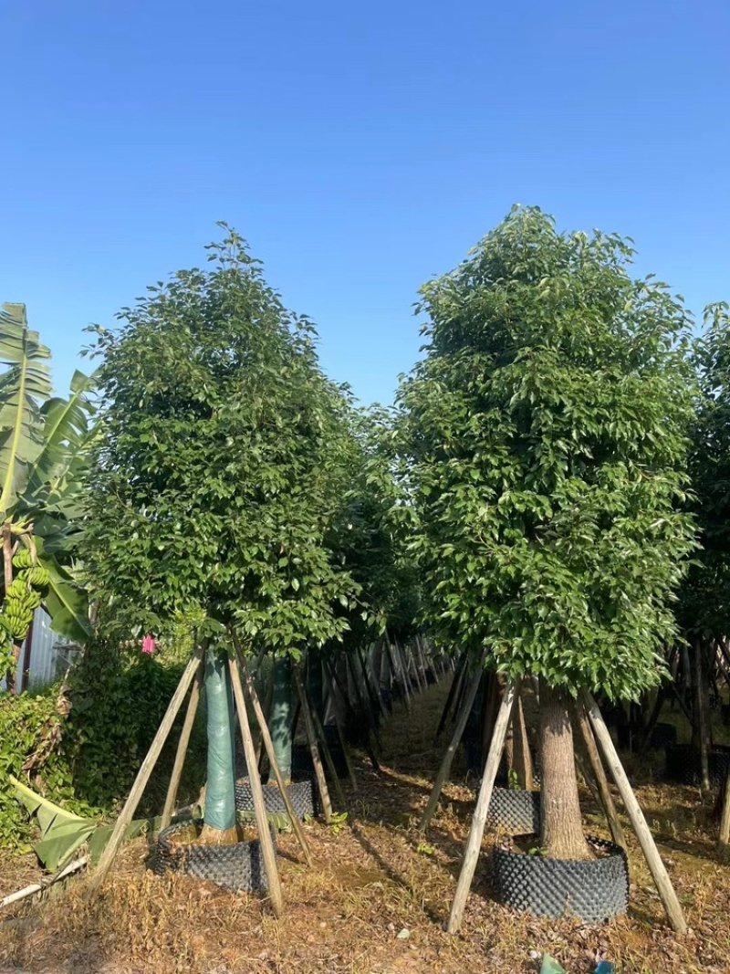 批发香樟树容器苗樟树移植袋苗3-30公分