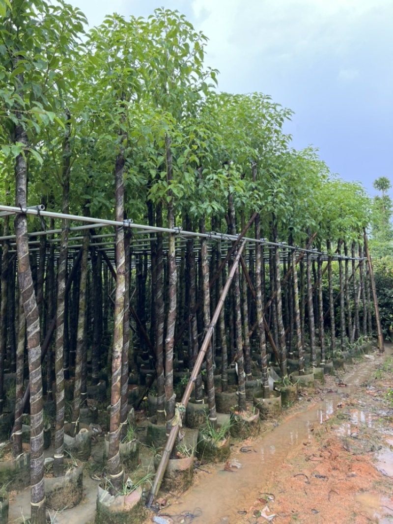 批发香樟树容器苗樟树移植袋苗3-30公分