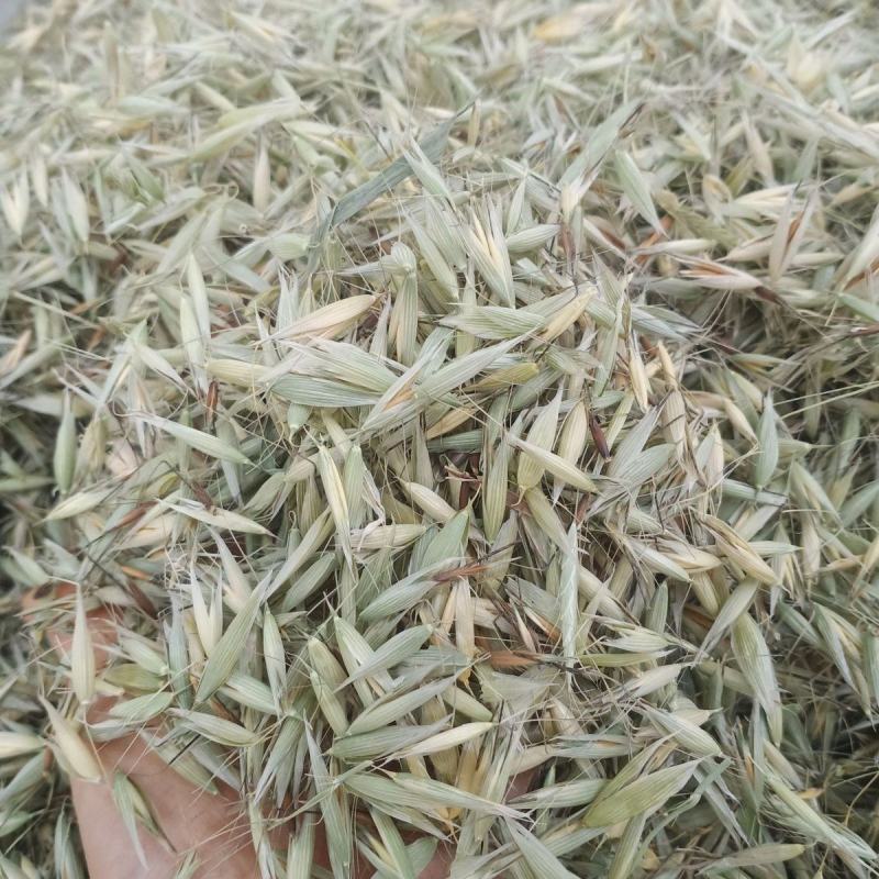 燕麦草中药材野麦子壳燕麦穗野麦草乌麦野浮小麦壳雀麦正宗