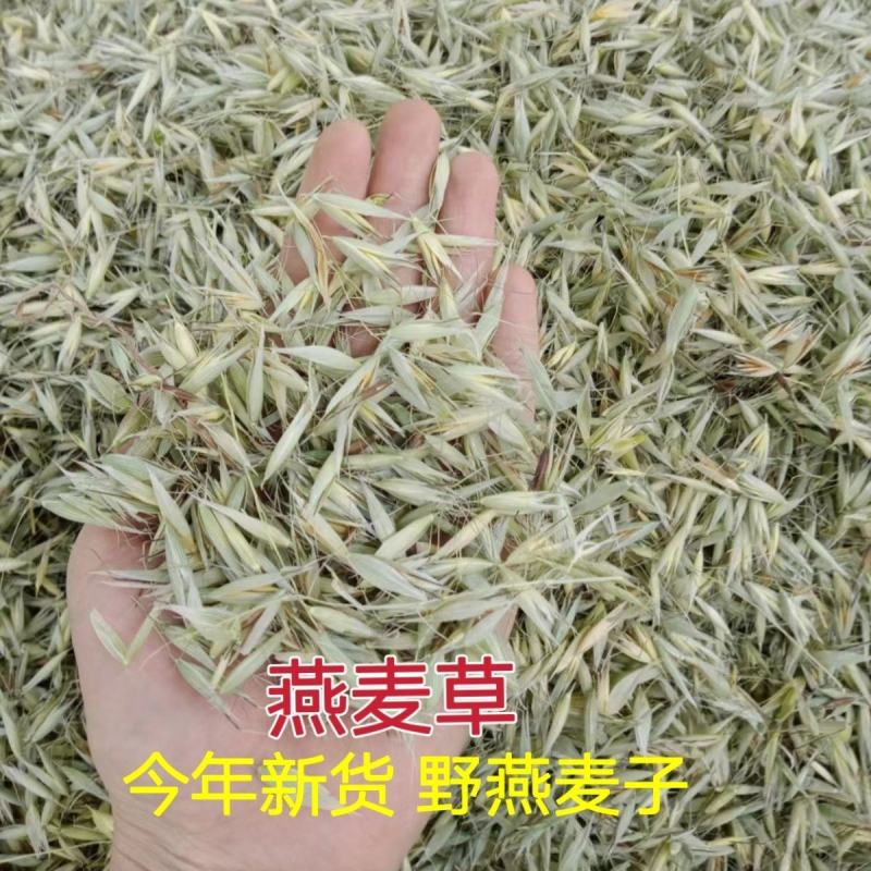 燕麦草中药材野麦子壳燕麦穗野麦草乌麦野浮小麦壳雀麦正宗