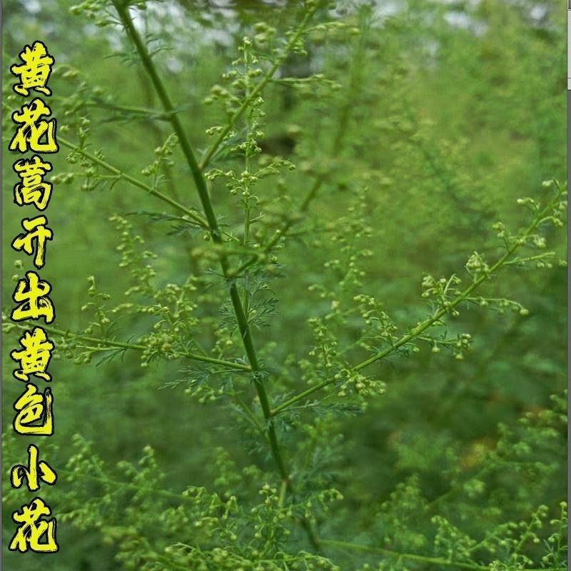 野生青蒿青蒿草中药材新鲜批发价青蒿粉桐臭蒿苦蒿草蒿黄