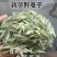 燕麦草中药材野麦子壳燕麦穗野麦草乌麦野浮小麦壳雀麦正宗