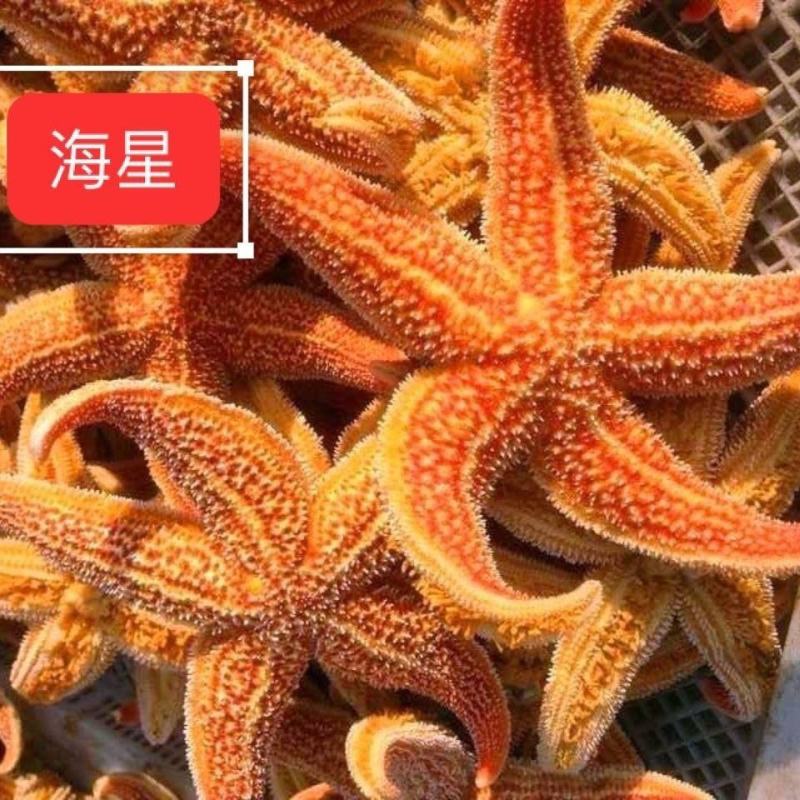 大海星干货干海星干海盘车干海五星滋补泡酒料煲汤料深海水产