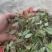 贵州天然抱石莲