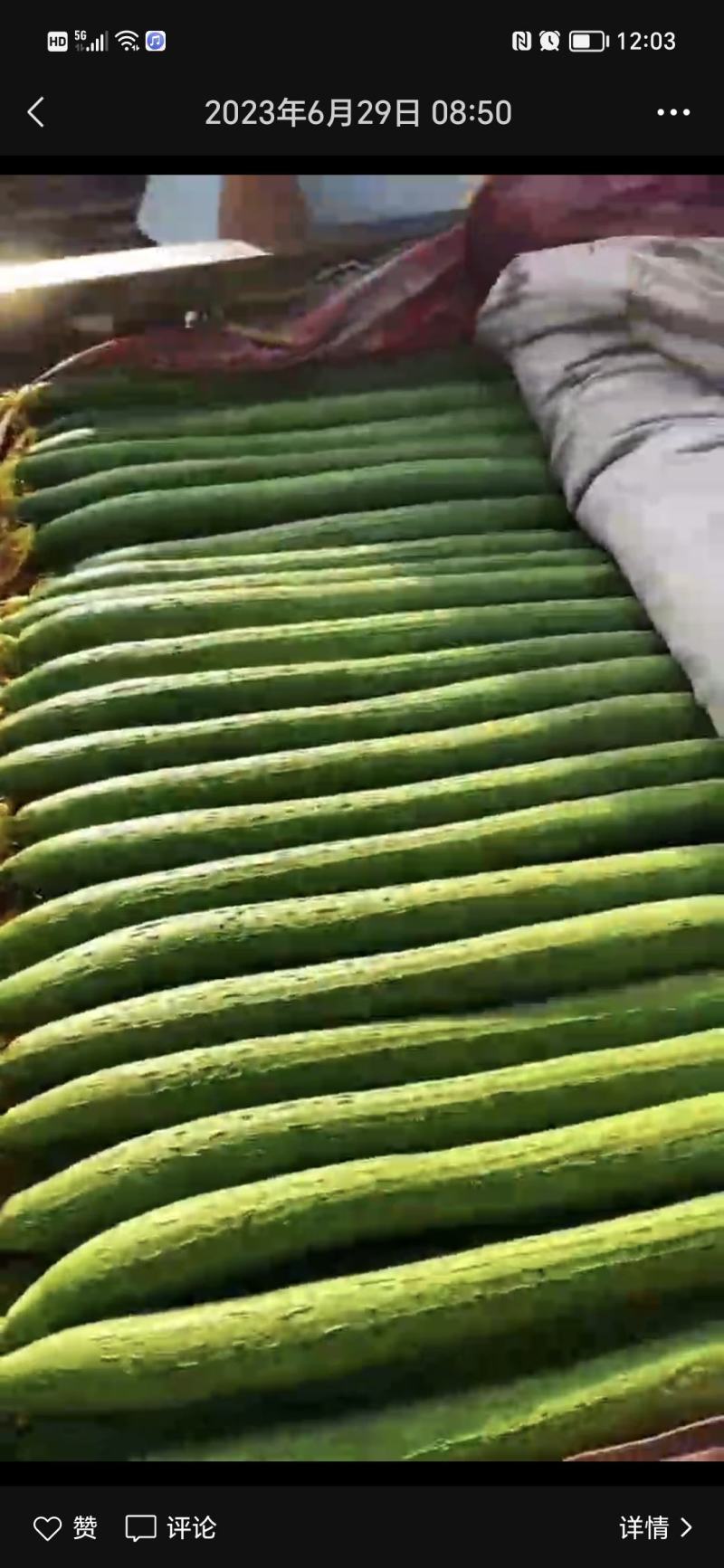 河北邯郸永年丝瓜大量上市，货源充足，保证质量，可供商超