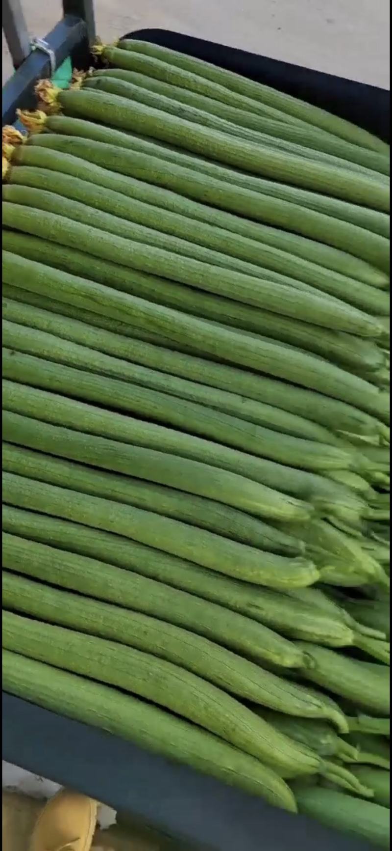 河北邯郸永年丝瓜大量上市，货源充足，保证质量，可供商超