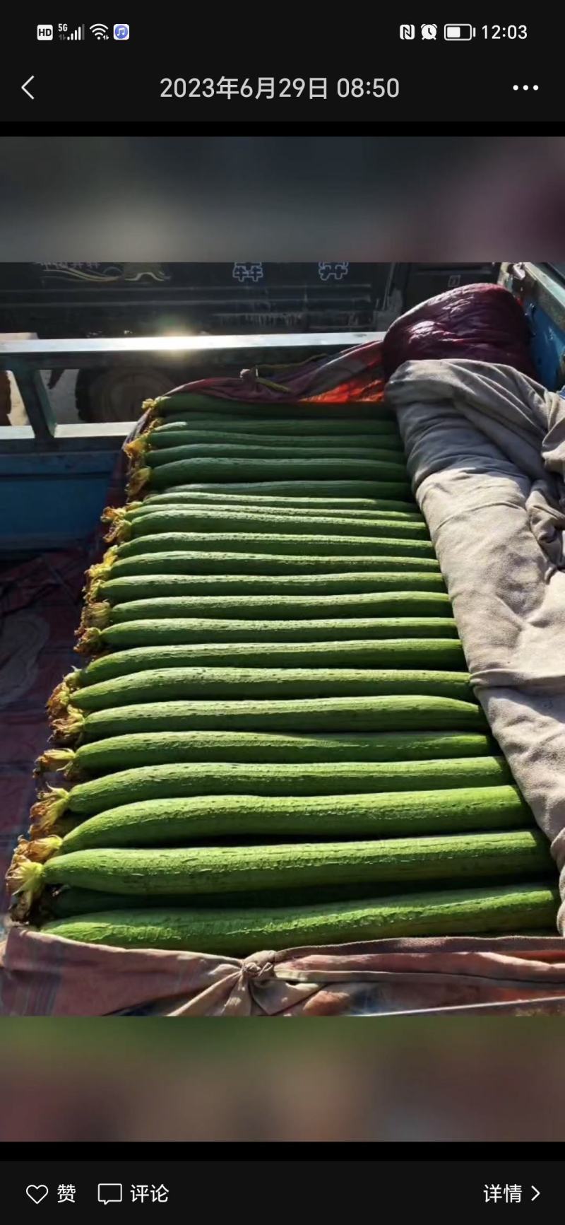 河北邯郸永年丝瓜大量上市，货源充足，保证质量，可供商超