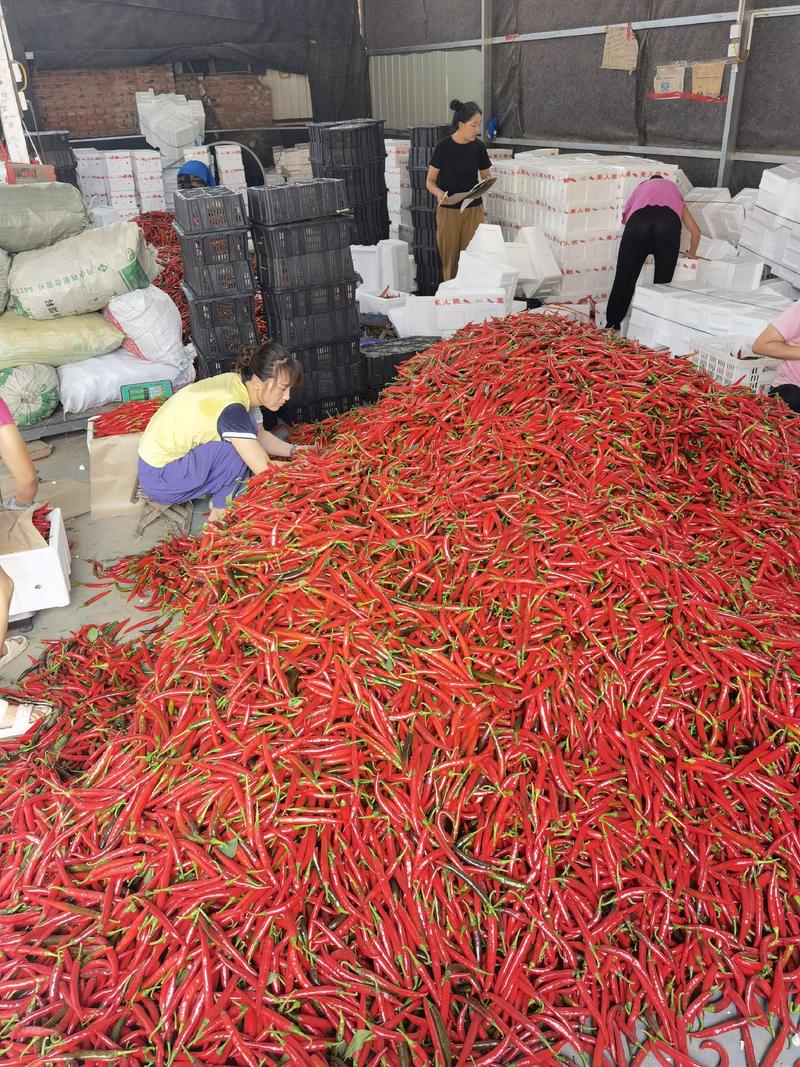 六千亩大棚精品韩国红美人椒常年供应基地直供青州市杨立伍村