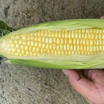 2024年水果玉米🌽白玉米新鲜甜玉米大量上市