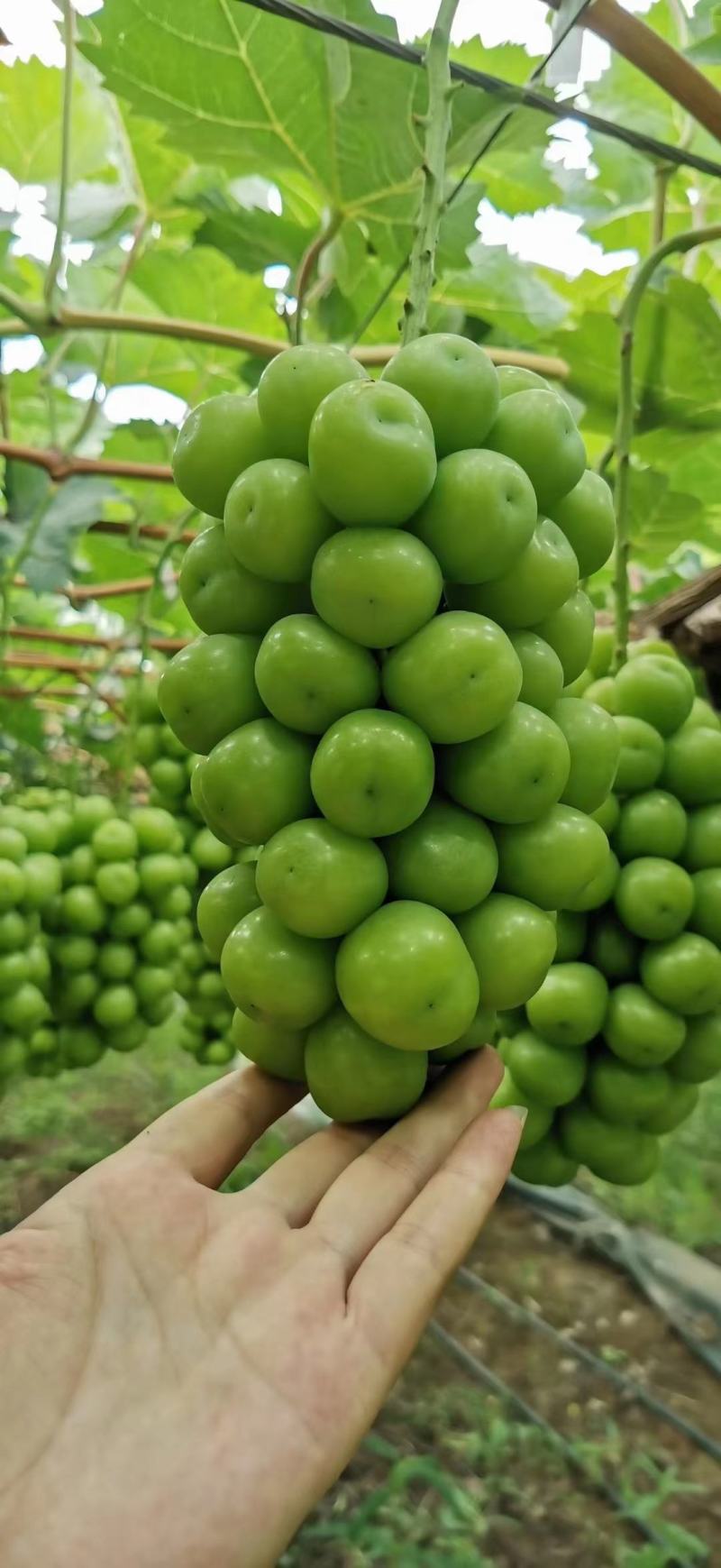 【商家推荐】夏邑阳光玫瑰，颗粒饱满。让我们一起相约夏邑。