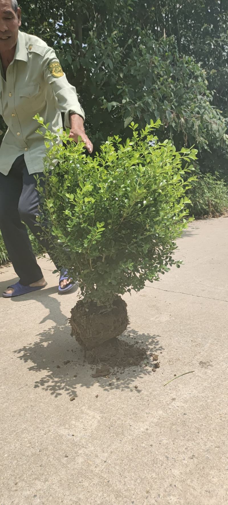 江苏沭阳本地小叶黄杨篱产地直销保质保量量大从优！