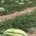 山西金花西瓜金花1号大量供货中包熟包甜价格实惠