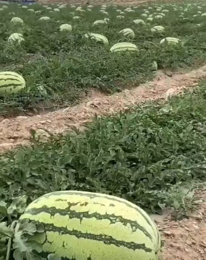 山西金花西瓜金花1号大量供货中包熟包甜价格实惠