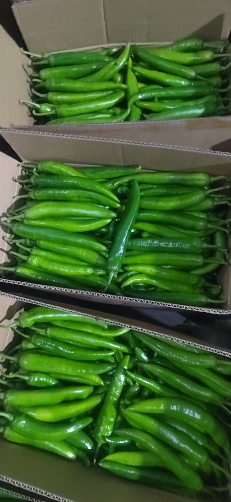 大尖椒