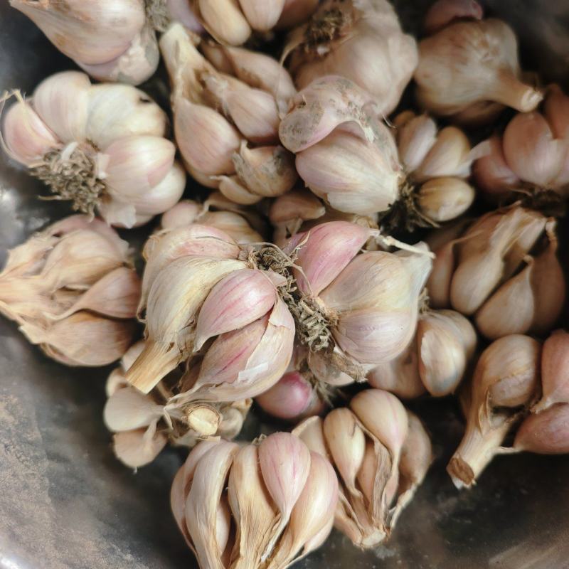 硬直叶蒜种刚叶蒜铁杆蒜早熟（源头好货）假一赔十