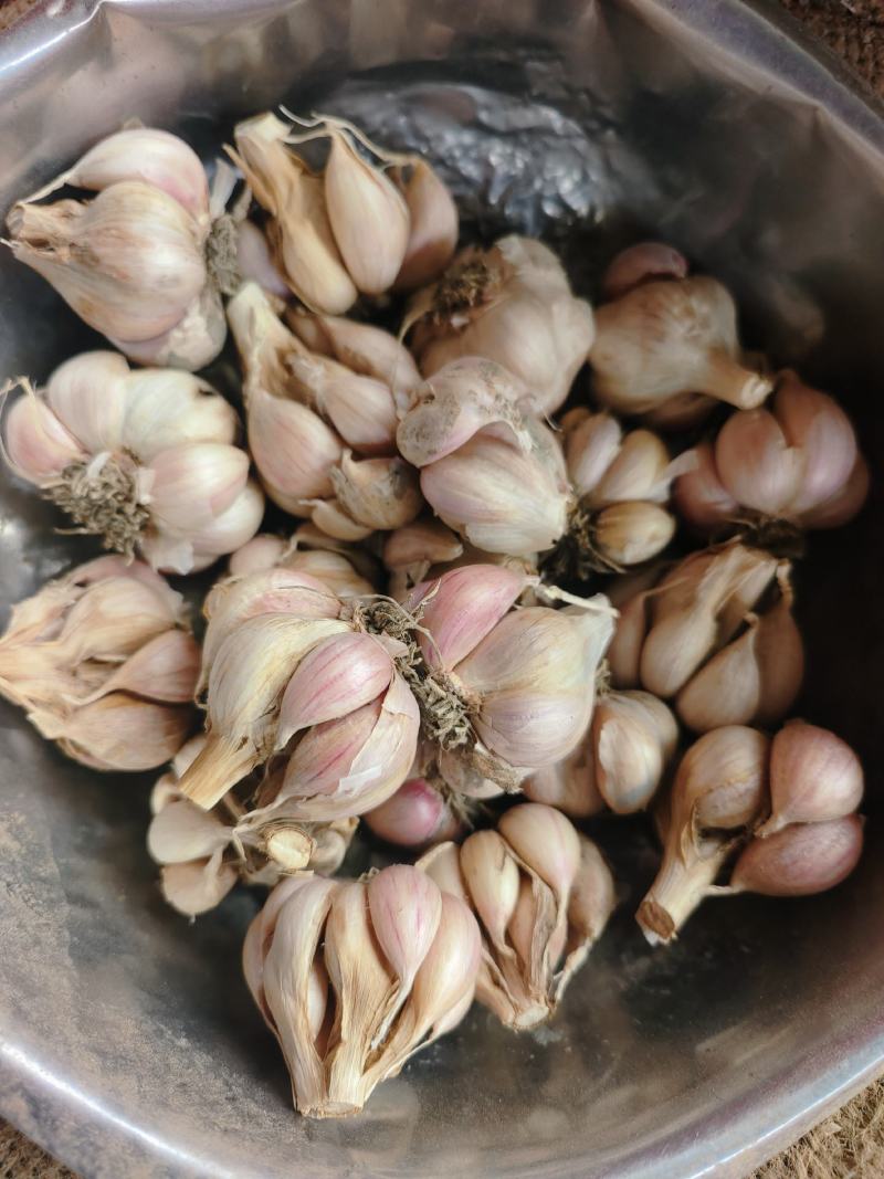 硬直叶蒜种刚叶蒜铁杆蒜早熟（源头好货）假一赔十