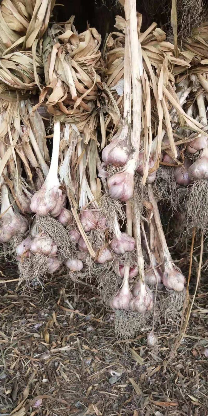 硬直叶蒜种刚叶蒜铁杆蒜早熟（源头好货）假一赔十