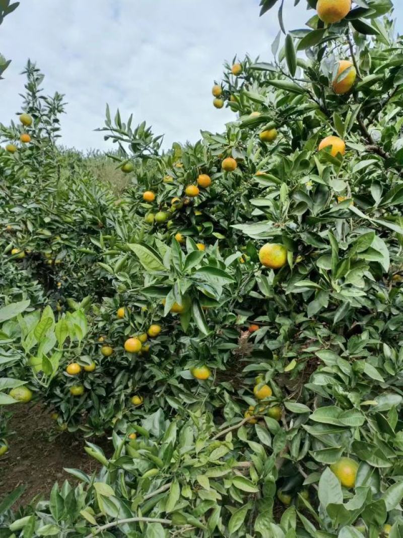 湖北特早熟蜜橘皮薄肉甜无渣坏果包赔大量上市欢迎联系