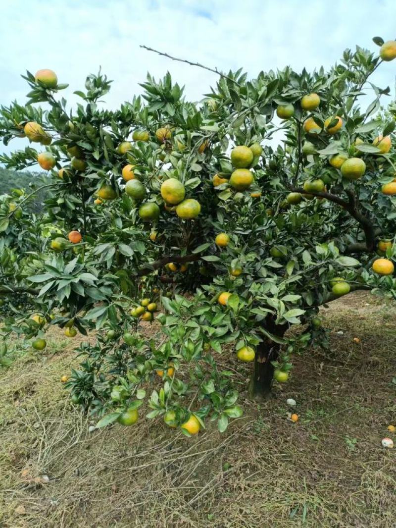 湖北特早熟蜜橘皮薄肉甜无渣坏果包赔大量上市欢迎联系