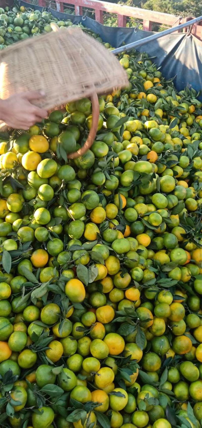 湖北特早熟蜜橘皮薄肉甜无渣坏果包赔大量上市欢迎联系