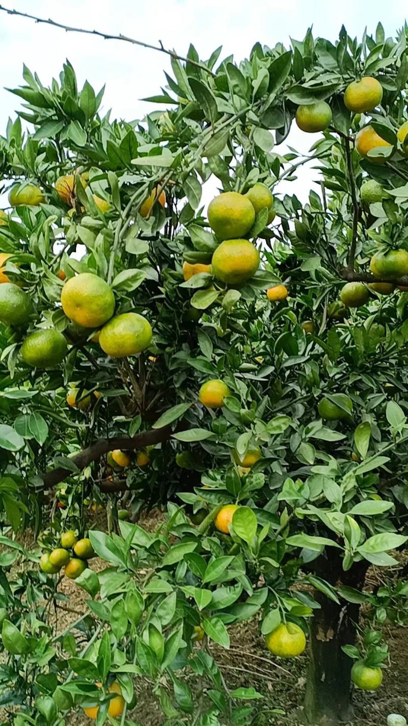 湖北特早熟蜜橘皮薄肉甜无渣坏果包赔大量上市欢迎联系