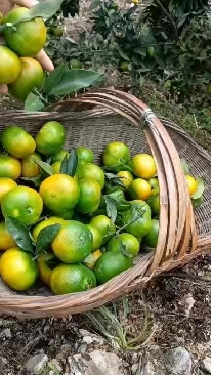 湖北特早熟蜜橘皮薄肉甜无渣坏果包赔大量上市欢迎联系