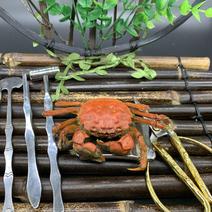 盘锦河蟹，稻田蟹，产地一手货源，规格齐全，对接商超餐厅电