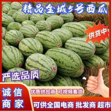 山西西瓜精品金城5号西瓜产地一手货源价格实惠量大从优