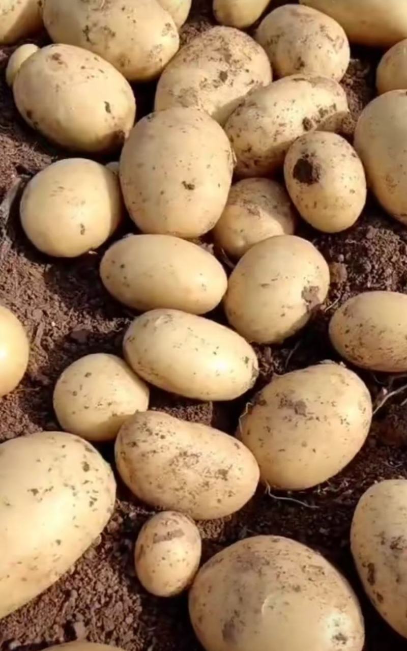 手工柿饼