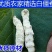 僵蚕中药材白僵蚕干净无杂真材实料品质保证包邮