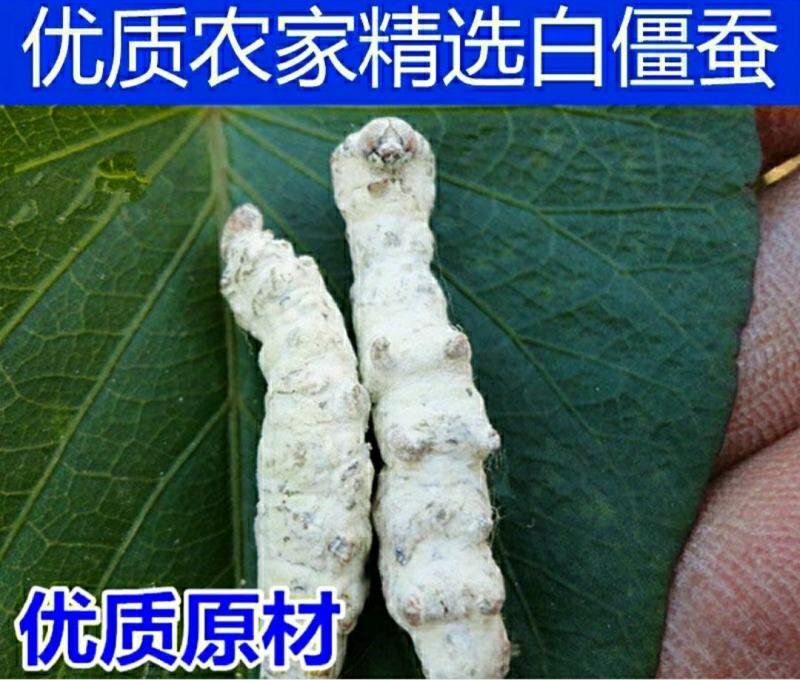 僵蚕中药材白僵蚕干净无杂真材实料品质保证包邮