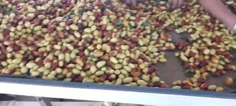天津万亩马牙枣大量上市，欢迎各位老板前来洽谈