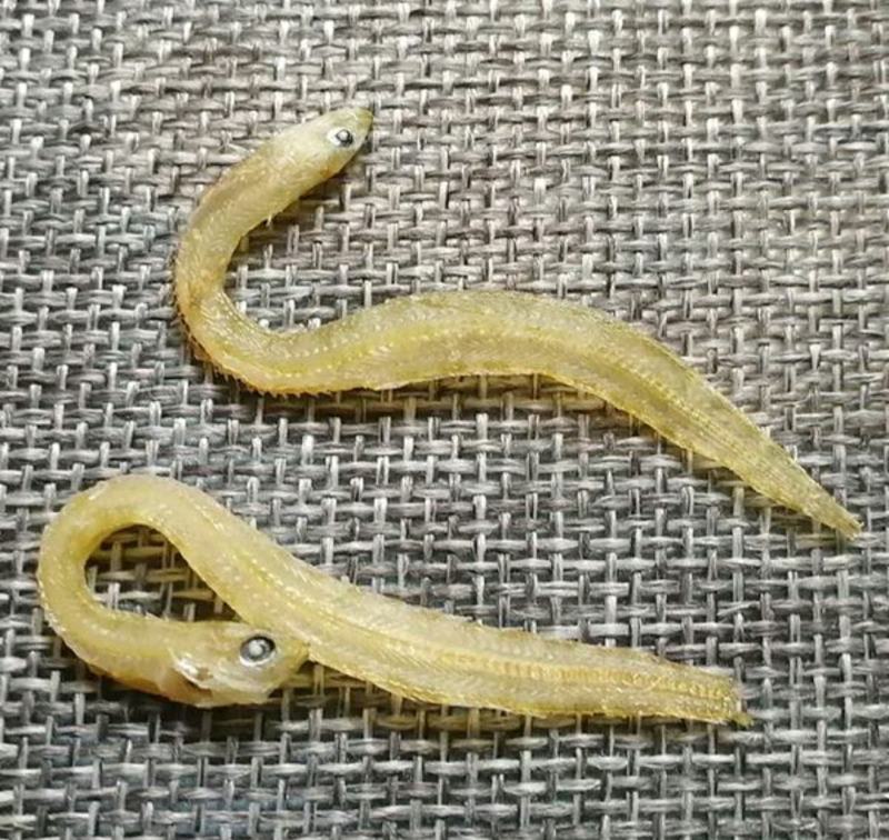 小银鱼干面条鱼凤尾鱼干海鲜干货原汁原味美味爽口