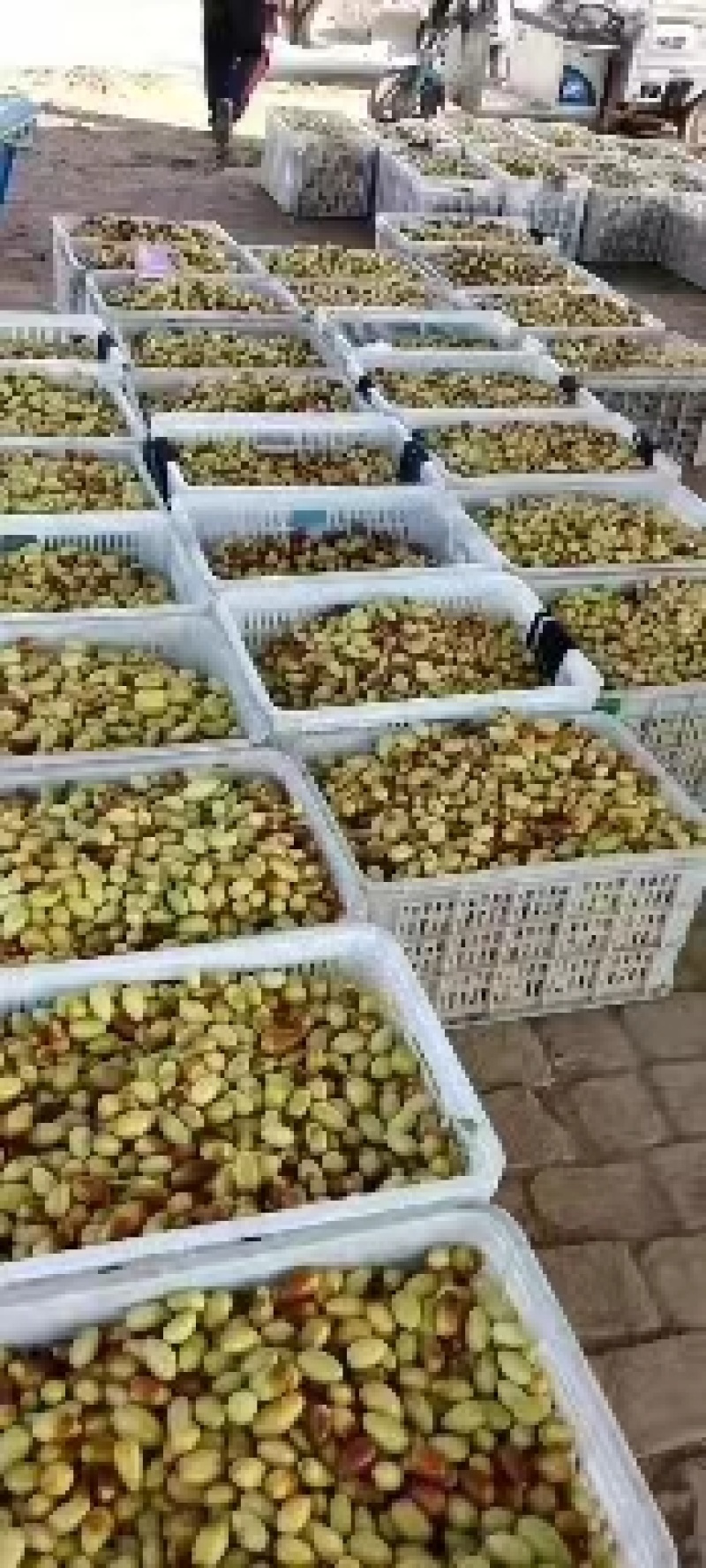 马牙枣大量上市，欢迎各位老板前来致电洽谈