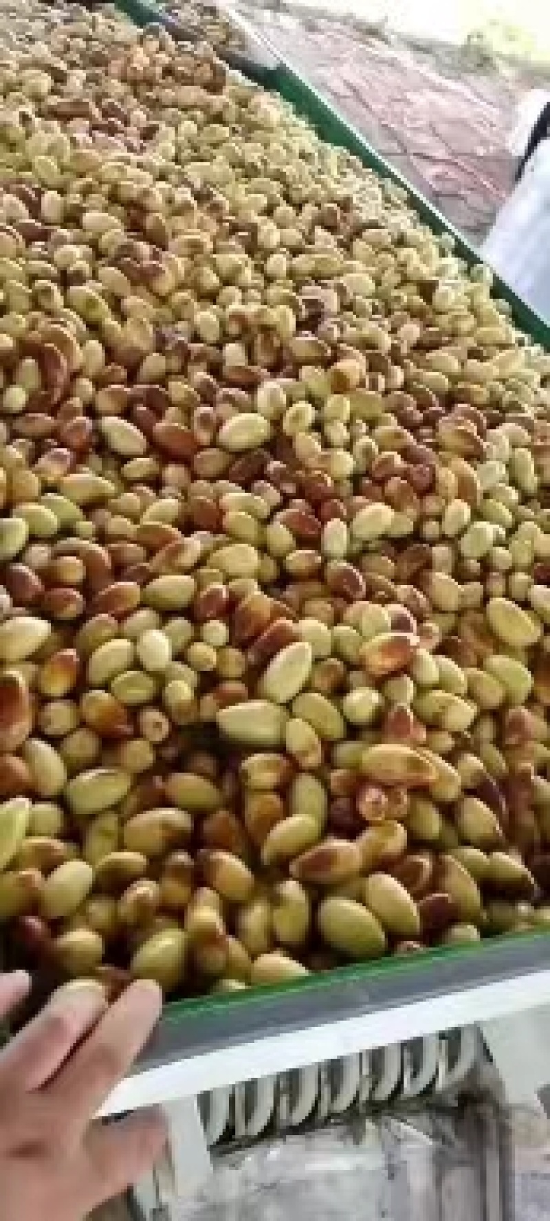 马牙枣大量上市，欢迎各位老板前来致电洽谈