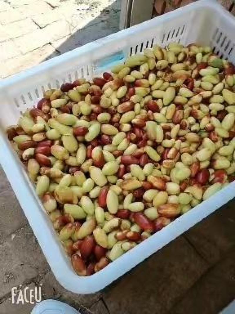 马牙枣大量上市，欢迎各位老板前来致电洽谈