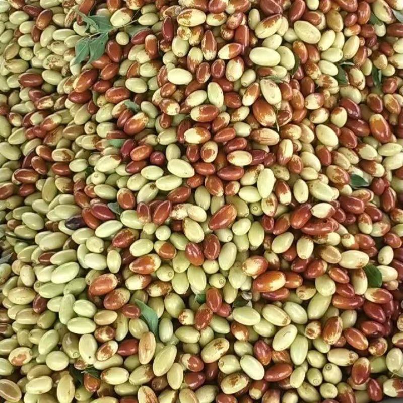 马牙枣大量上市，欢迎各位老板前来致电洽谈