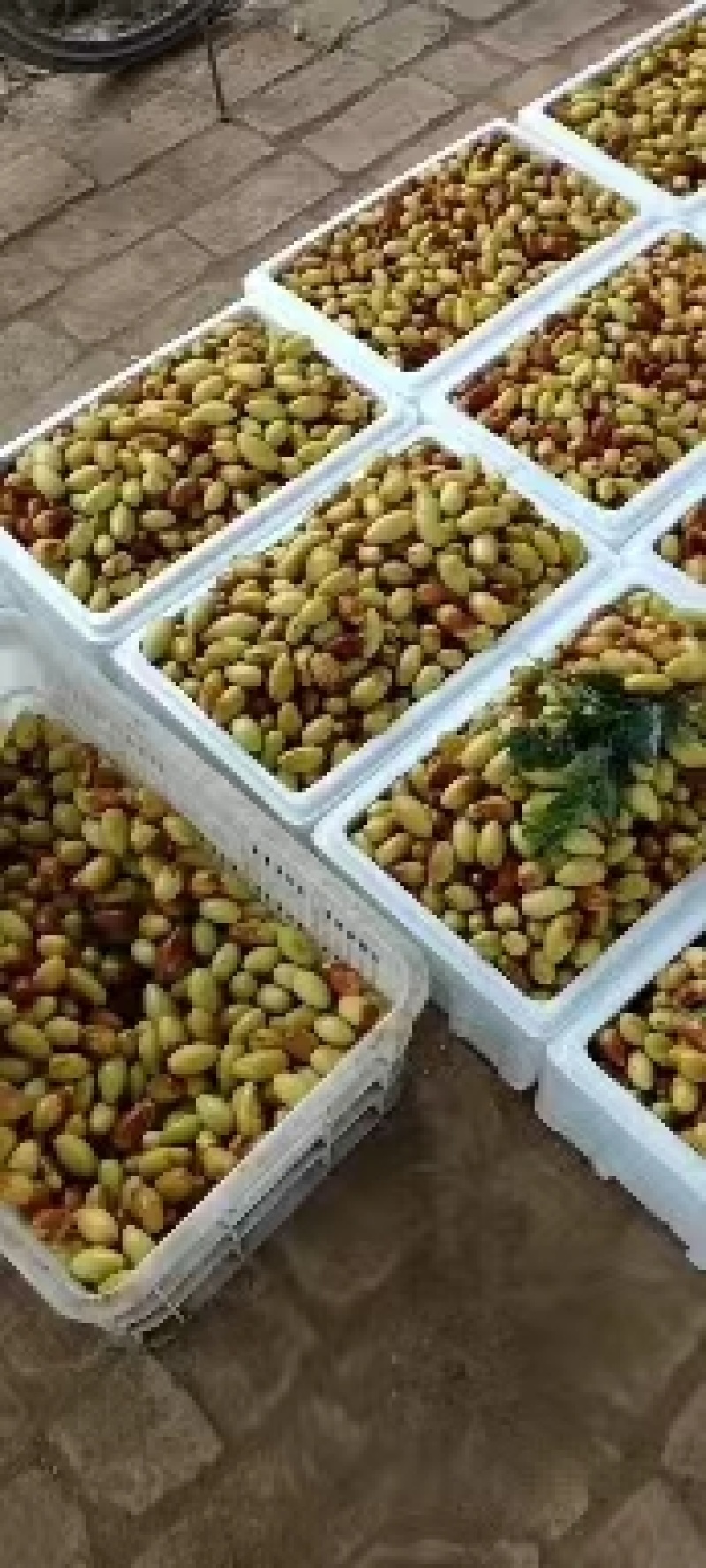 马牙枣大量上市，欢迎各位老板前来致电洽谈