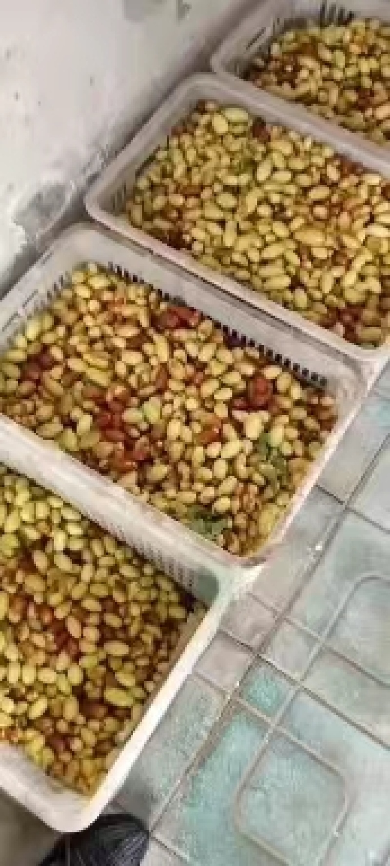马牙枣大量上市，欢迎各位老板前来致电洽谈