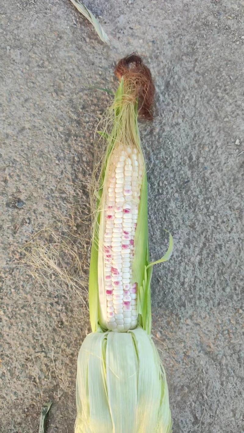 台州临海花糯玉米最新上市玉米八两以上