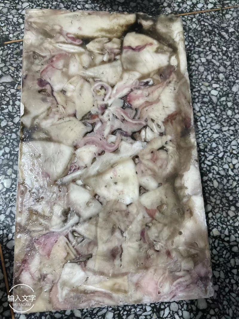 精品深海活冻鲜鱿鱼质量好营养价值高值得养殖户彩用