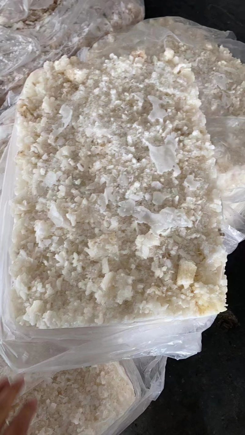 精品深海活冻鲜鱿鱼质量好营养价值高值得养殖户彩用