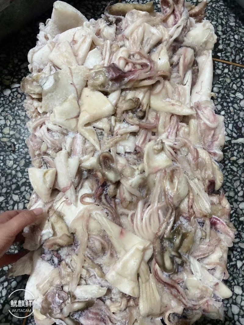 精品深海活冻鲜鱿鱼质量好营养价值高值得养殖户彩用
