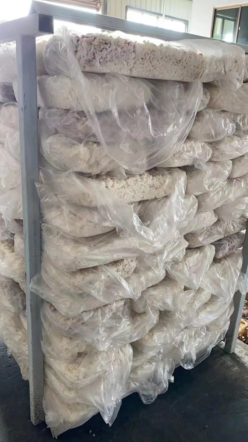 精品深海活冻鲜鱿鱼质量好营养价值高值得养殖户彩用