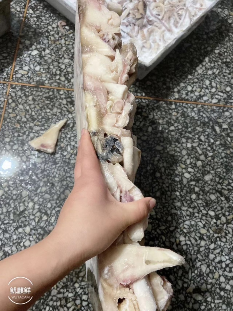 精品深海活冻鲜鱿鱼质量好营养价值高值得养殖户彩用