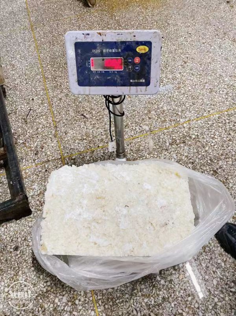 精品深海活冻鲜鱿鱼质量好营养价值高值得养殖户彩用